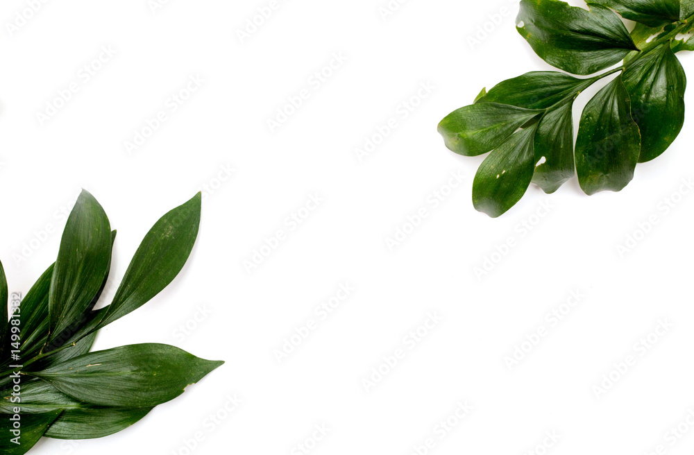 green leaves on white background