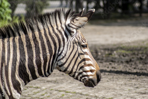 zebra