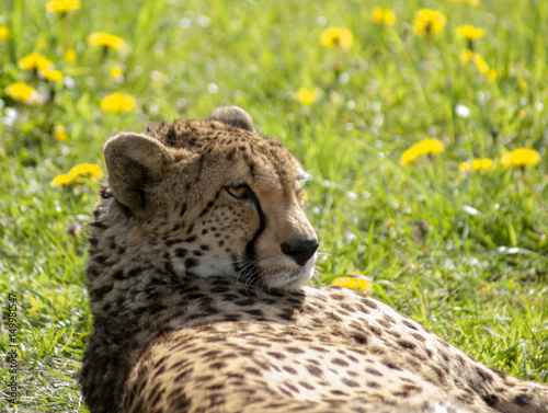 gepard