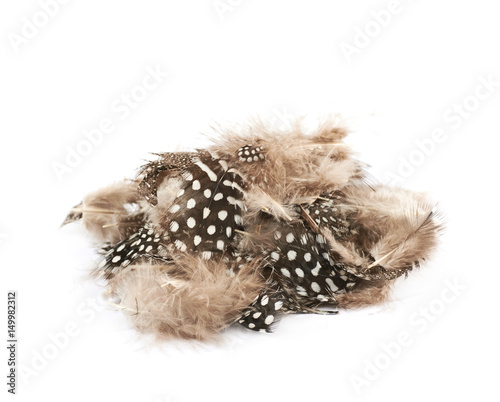 Decorational feathers isolated