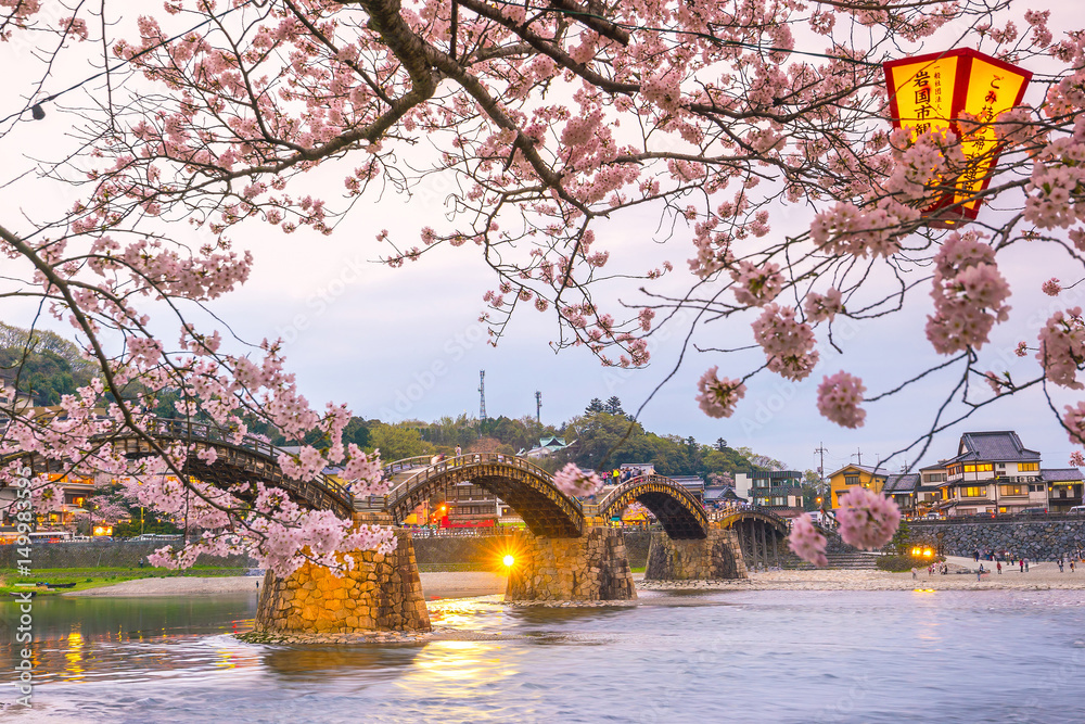 Fototapeta premium Kwiat wiśni Full Bloom w Kintaikyo Bridge