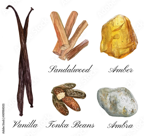 Set of watercolor illustrations of basic perfume notes: vanilla, tonka beans, ambra, sandalwood photo