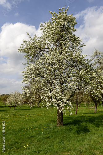 white blossoming apple tree, baden