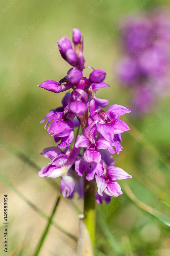Early Purple Orchid (Orchis Mascula) Northern Ireland, Uk. Early Purple Orchid (Orchis Mascula) Northern Ireland, Uk.