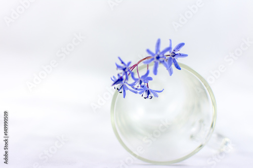 blue flowers on a glass