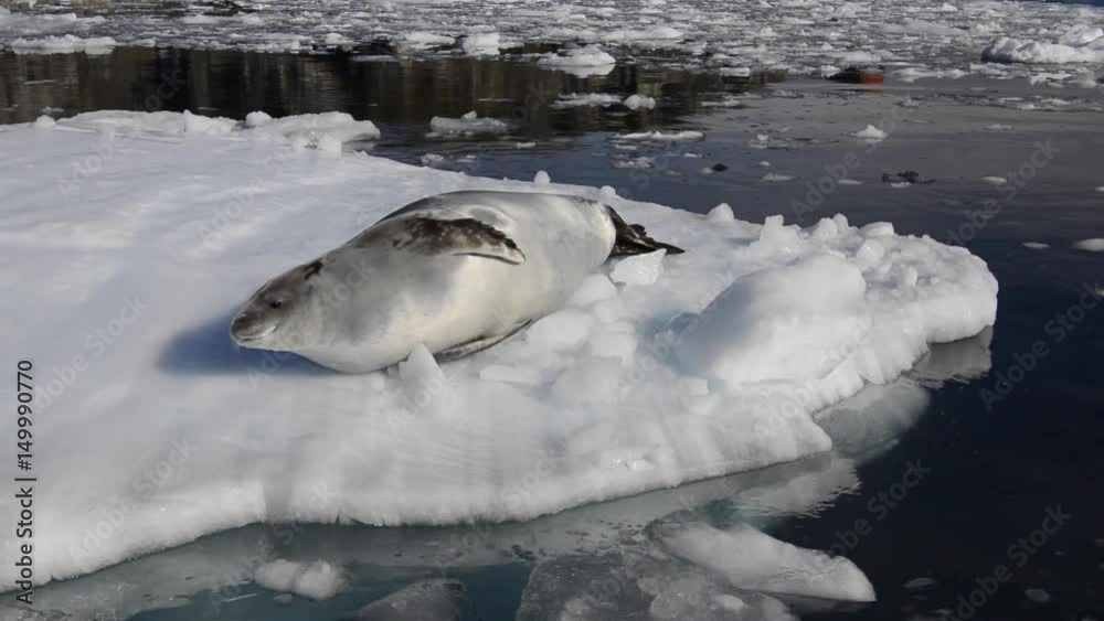 Antarctic Crabeater Seal Antarctic Crabeater Seal