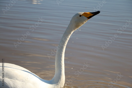 Fototapeta Naklejka Na Ścianę i Meble -  白鳥　swan