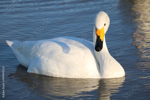 Fototapeta Naklejka Na Ścianę i Meble -  白鳥　swan