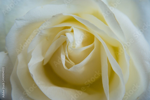 A white rose close up on the table at the studio.
