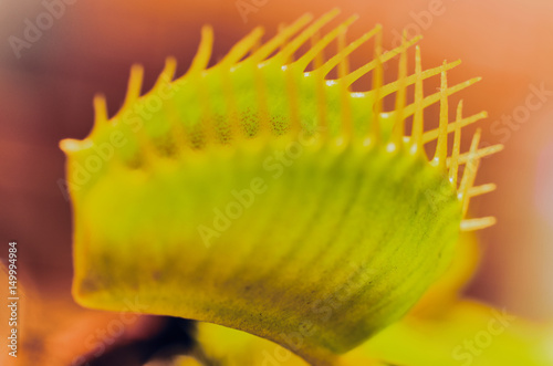 Dionaea Muscipula