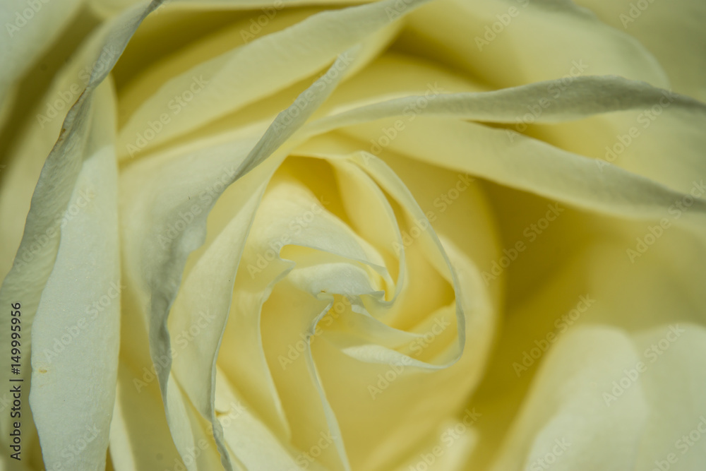 A white rose close up on the table at the studio. A white rose close up on the table at the studio.