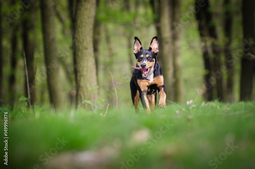 Beautiful dog portrait in the middle of the forrest in spring time