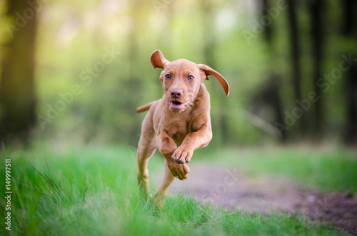 Ten week old puppy of vizsla dog running in the forrest in spring time