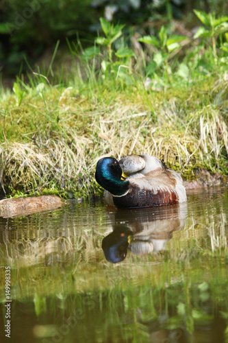 wiosna w Polsce - dzikie kaczki