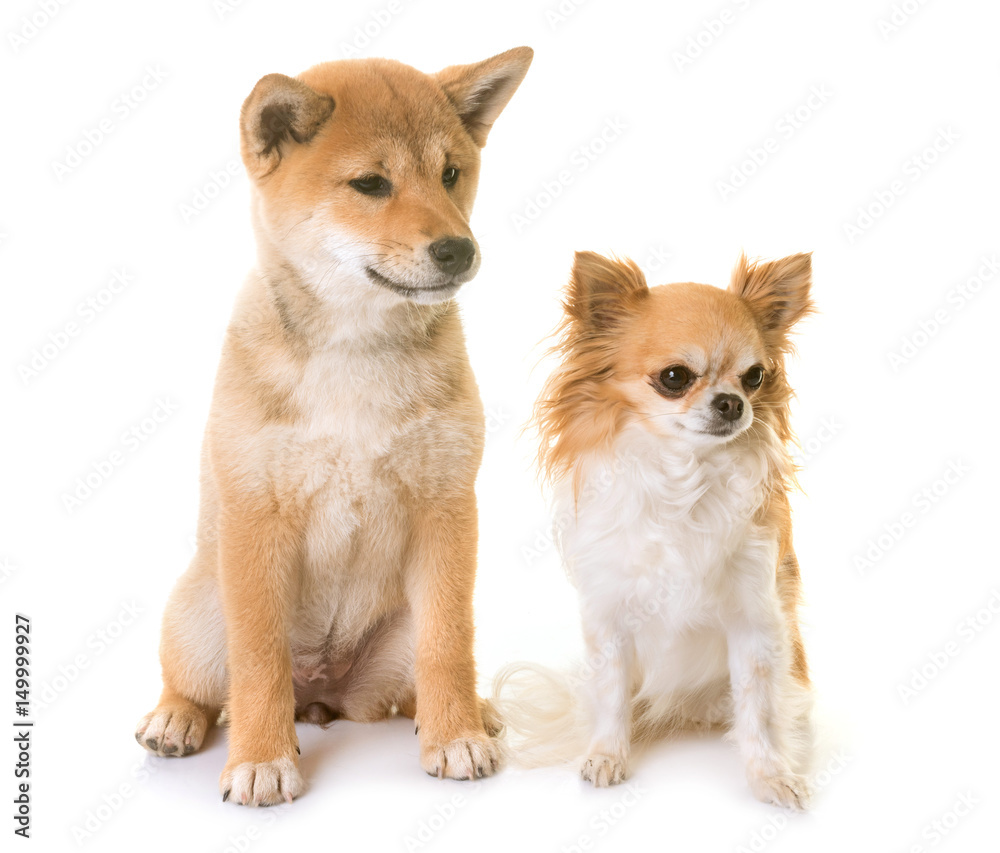 puppy shiba inu and chihuahua