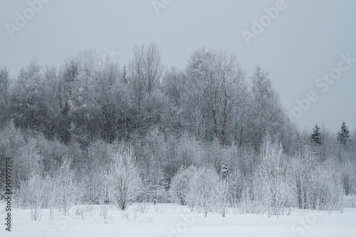 Trees covered with rime in a frosty winter day