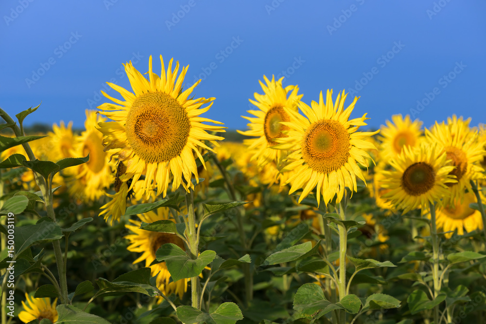 Field of blossoming sunflowers against the blue sky Field of blossoming sunflowers against the blue sky