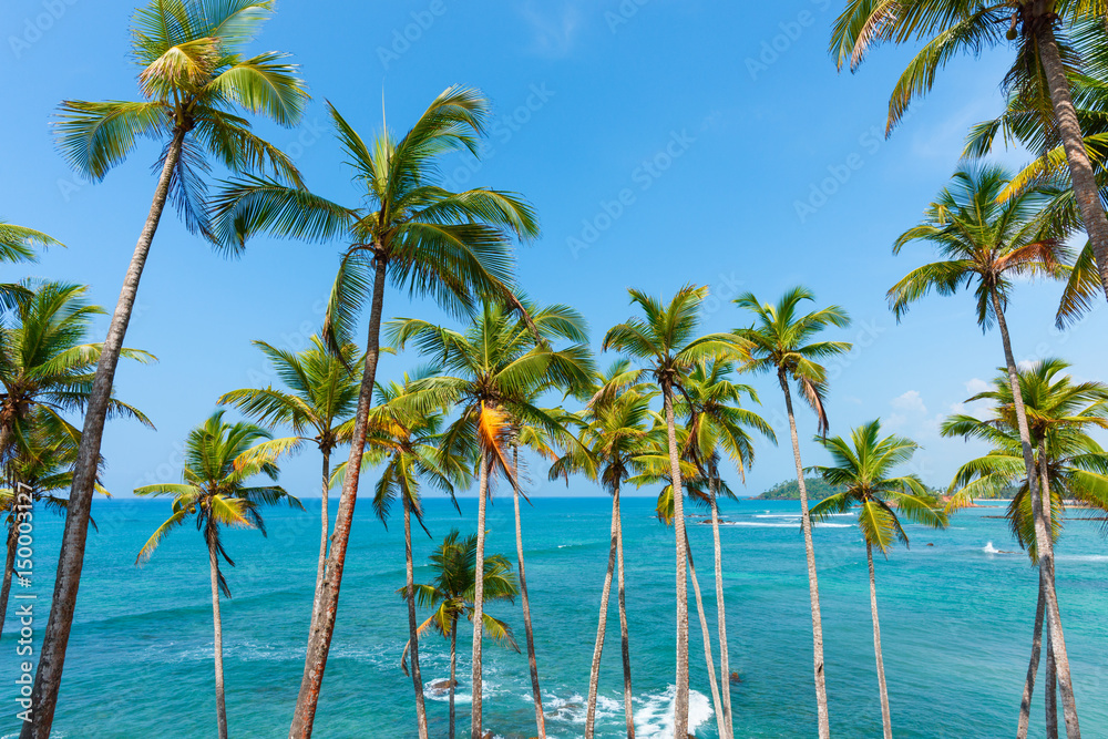 Palm trees on tropical beach over the ocean on a sunny summer vacation day at exotic tropical island with idyllic weather Palm trees on tropical beach over the ocean on a sunny summer vacation day at exotic tropical island with idyllic weather