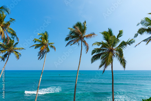 Palms over the ocean