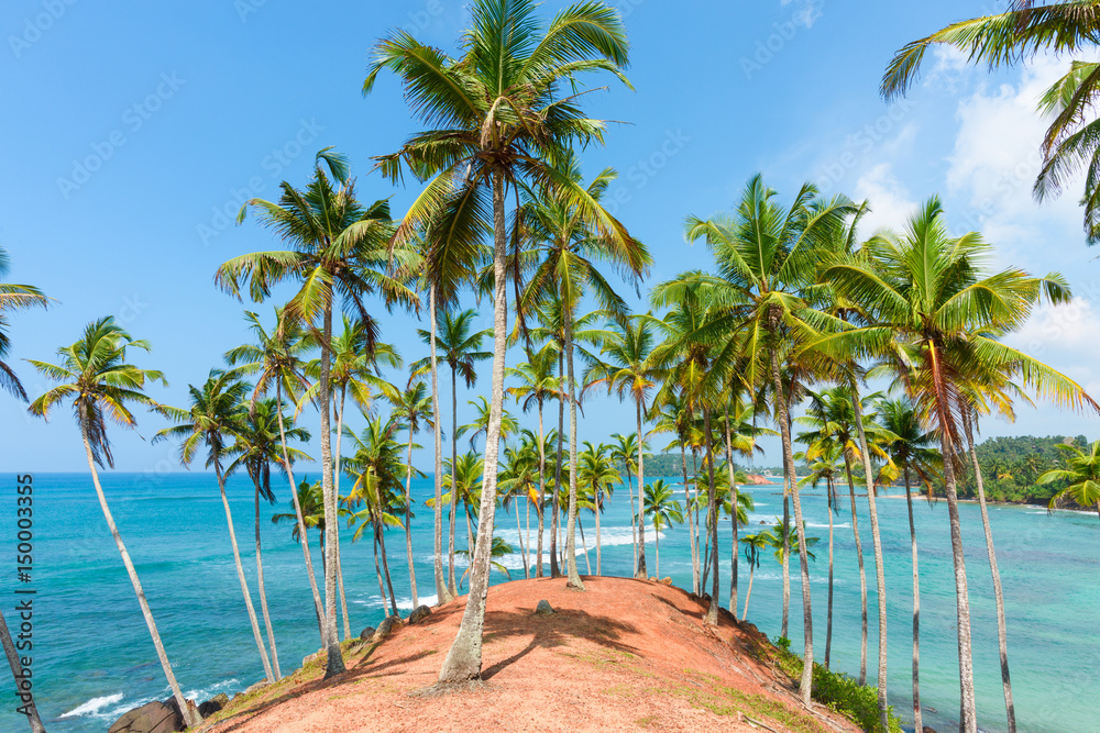 Naklejka premium Palms