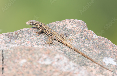 Lézard des murailles photo