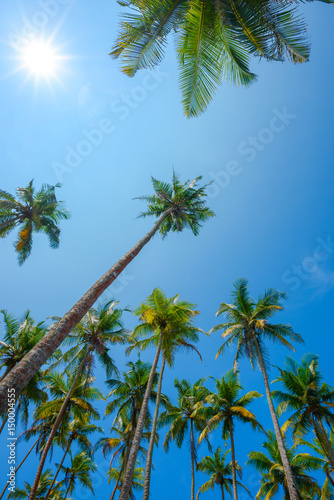 High tropical palms from ground to the sky with shining sun