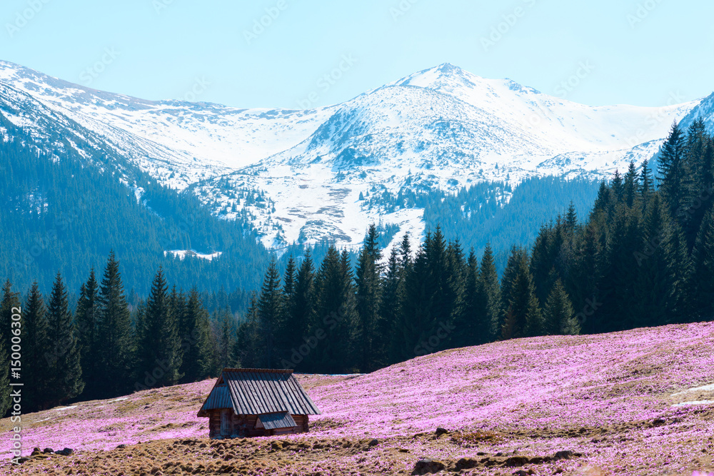 Fototapeta premium Small cabin on the meadow with spring croses in the middle of mountain forest