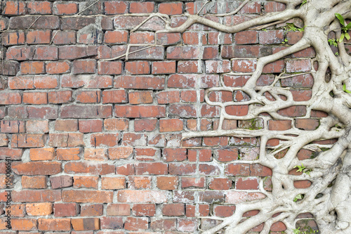 Old Red bricks wall with Tree roots Surrounded