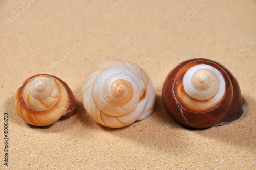Three seashells on the sand on the beach. Summer vacations concept