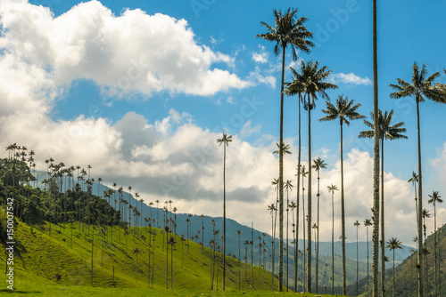 Wax palm trees of Cocora Valley, Colombia photo