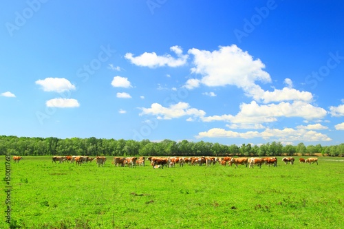 Herd of cows in nature