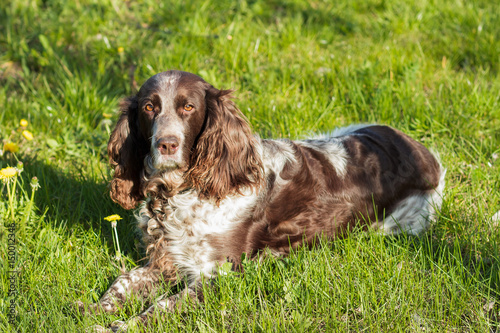 Brown spotted russian spaniel lays on the green grass