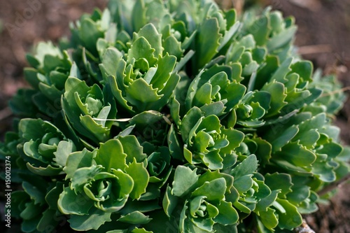 Succulent or agave plants in the sun with copy space. Echeveria. Prehistory of many succulent plants Echeveria photo
