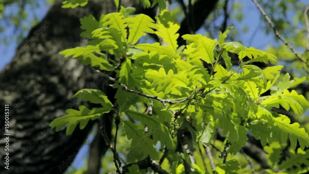 Young oak lives Young oak lives