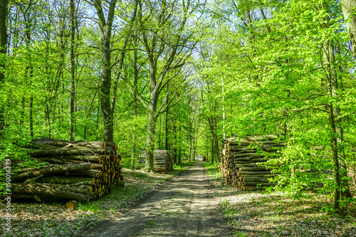 forest path with wood piles