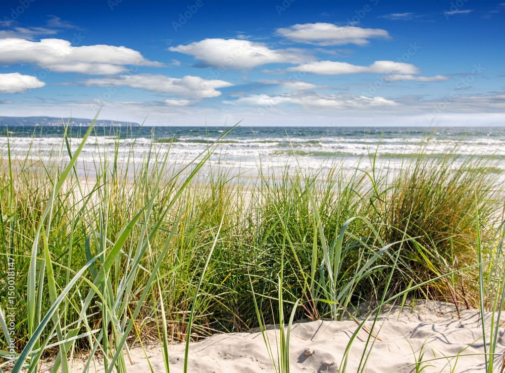 Φωτογραφία Urlaub in Deutschland auf der wunderschönen Insel Rügen: Dünengras an Ostseeküst