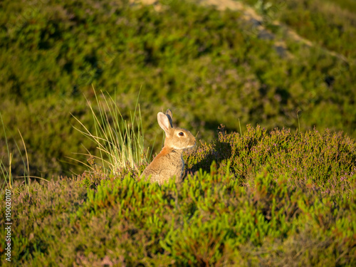 Kaninchen in Heide auf Düne © joern_gebhardt