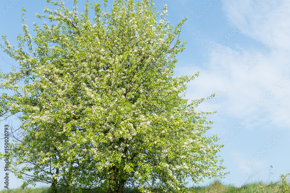 Fototapeta premium green tree with blossoms against a background of blue sky