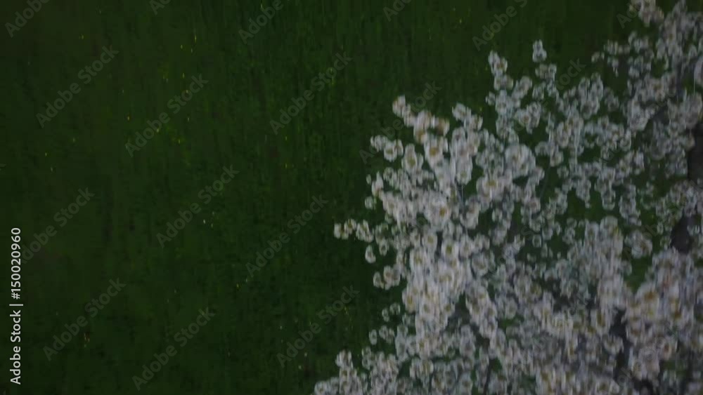 Over blossoming trees Over blossoming trees