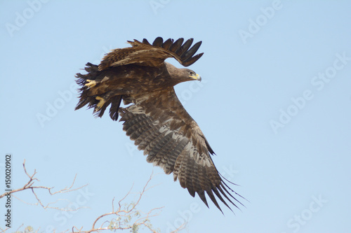 Steppe eagle Birds of prey © RAKESH
