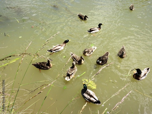 Patos