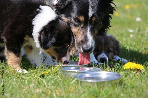 trinkender Border Collie Welpe