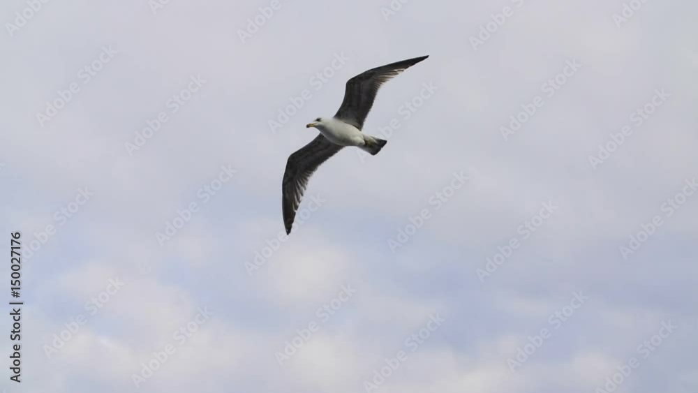 Seagull flying close to camera in slow motion over cloudy sky Seagull flying close to camera in slow motion over cloudy sky