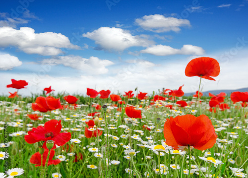 Fototapeta Naklejka Na Ścianę i Meble -  Summer happiness: meadow with red poppies :)