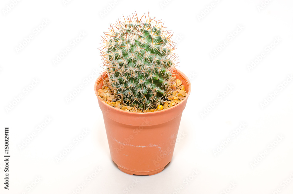 Cactus On White Background Cactus On White Background