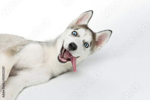 Cute husky puppy dog photo