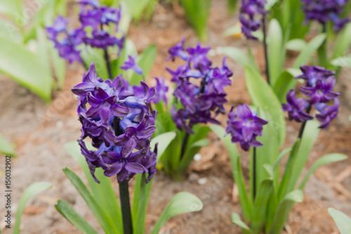 Lilac flowers grow on the ground