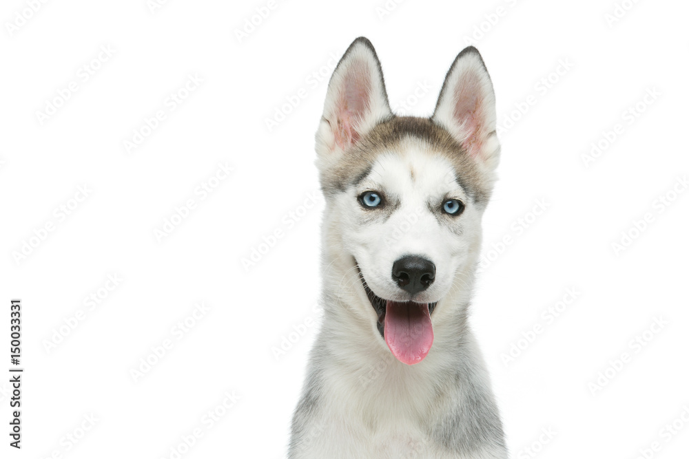 Fototapeta premium Cute husky puppy dog