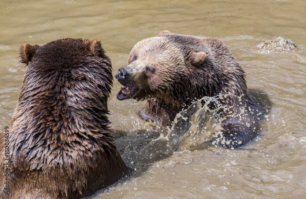 Brown bear couple cuddling in water. Two brown bears play in the water. Brown bear couple cuddling in water. Two brown bears play in the water.