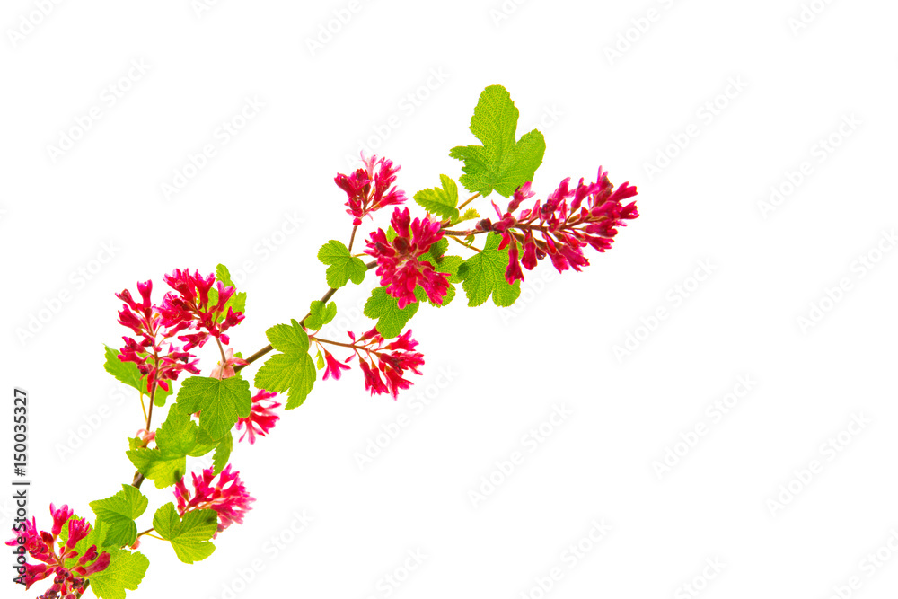 Blood currant flowers isolated on white.